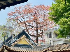 -碧江金楼