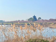 -上海海湾国家森林公园