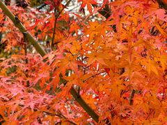 -西湖风景区十里琅珰-五云山