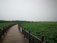 -天津东丽湖风景区