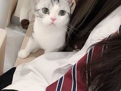 -有喵·猫咖·狗咖·30几只猫10只小狗(岗厦店)