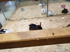 -龟与熊猫宠物公园(南坪店)
