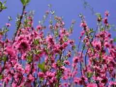 -高荡千年布依古寨旅游景区