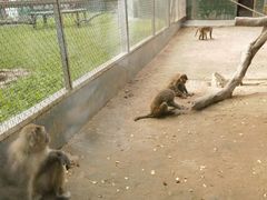 -深圳野生动物园