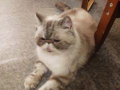 -猫色咖啡·猫咖