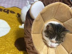 -宠爱国际动物医院· 猫科· 外科·中兽医(长白店)