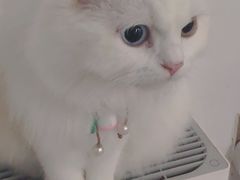 -楼上猫咖(罗湖店)