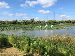 -上海长兴岛郊野公园