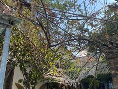 -喵屿·大理花园猫咖