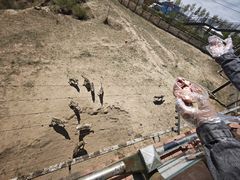 -鄂尔多斯野生动物园