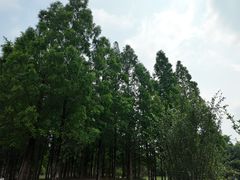 -成都保利公园皇冠假日酒店(熊猫基地店)