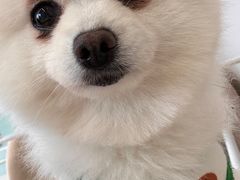 -怪兽屋·羊驼·猫咖·狗咖(俊华广场店)