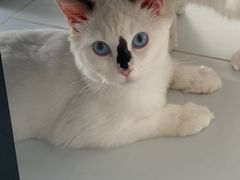 -猫苑生活馆