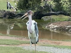 -广州长隆野生动物世界