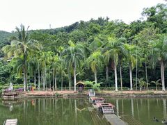 -西双版纳原始森林公园