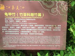 -江南天池