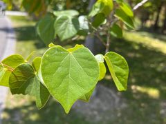 -狼山风景名胜区