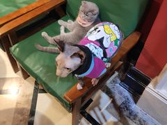 -猫色咖啡·猫咖