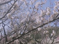 -无锡梅园公园