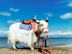 -青海湖国家重点风景名胜区