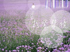 -紫颐香薰山谷景区