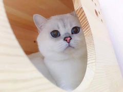 -Bastet sally猫舍购宠(静安店)