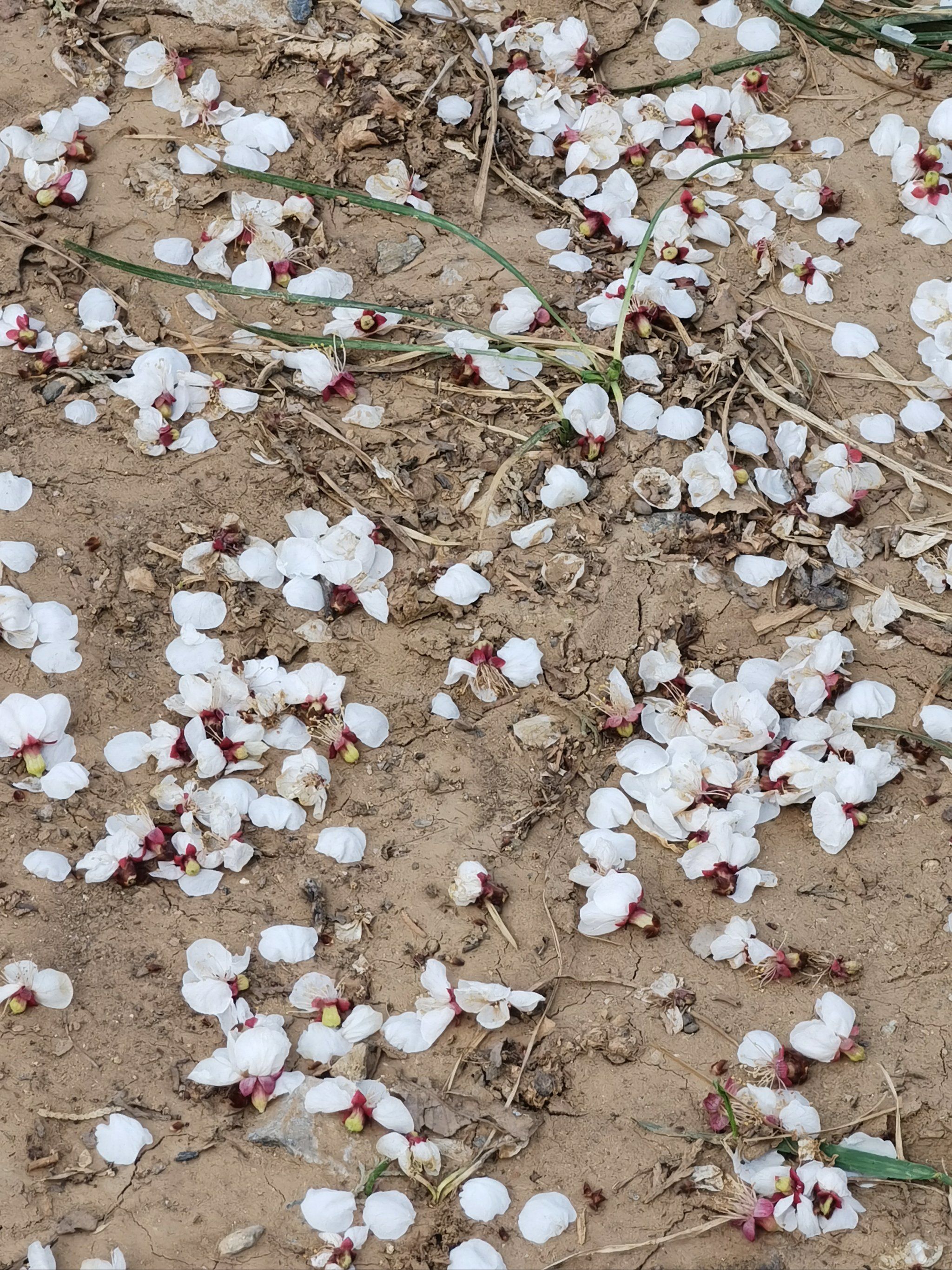 北京园博园,现在去有点晚了,桃花基本落下,寥寥无几