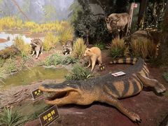 -陕西自然博物馆