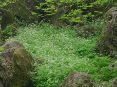 -老山国家森林公园