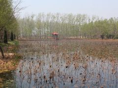-微山湖红荷湿地景区