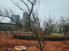 -金陵中学(河西分校)