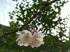 -三亚湾红树林度假世界(木棉酒店)
