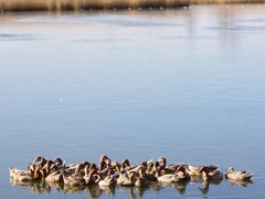 -野鸭湖国家湿地公园