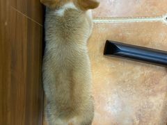 -柯斗斗主题餐厅·狗咖·围炉煮茶·茶饮(国瑞升平里店)