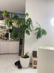 -瓷肌博士·祛痘科技美肤