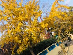 -八大关景区
