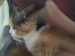 -瑞派名望志远动物医院·猫科·內科·异宠专科(直港大道店)