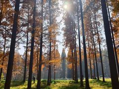 -黄海国家森林公园