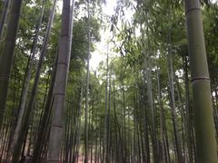 竹林-众神白水涧景区