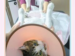 -瑞派康怡24h宠物医院·犬猫医疗中心·微创绝育(瑞景分院)