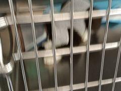 -宠颐生斯嘉宠物医院·急重症·心内科(谷阳北路分院)