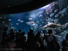 -暹罗海洋世界