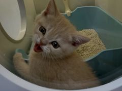 -小猫来了·猫咪专售(红山六九七九店)