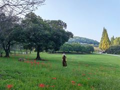 -苏州上方山国家森林公园