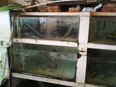 -巨元河鲜酒楼·清远特色菜名店(英德店)