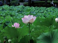 -四川大学(华西校区)