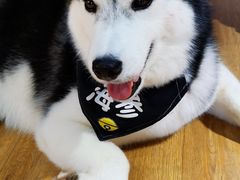 -Husky Go! 哈士奇体验馆·宠物咖啡厅狗咖