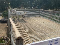 -小鱼草莓采摘园农家乐·小鱼餐厅