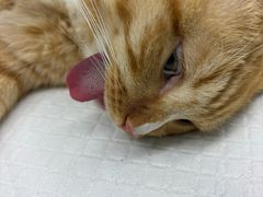 -瑞派康怡24h宠物医院·犬猫医疗中心·微创绝育(瑞景分院)