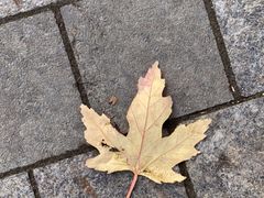 -圣母世界之后主教座堂
